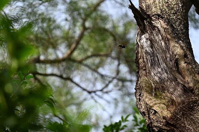 高級組_亞_4A梁嘉茵