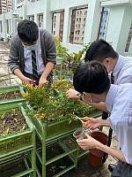 中二及中三級活動：園藝樂悠遊